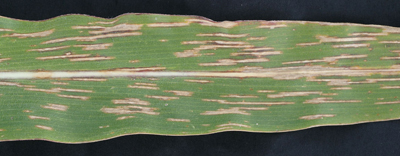 Gray leaf spot on a moderately resistant variety of hybrid corn.